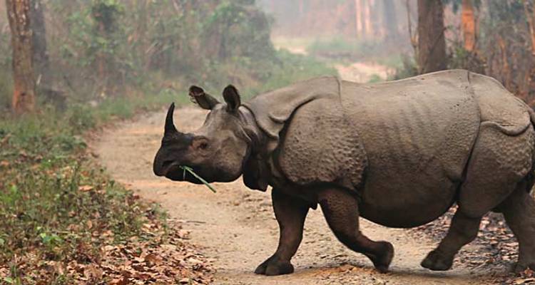 Un rhinocéros à une corne traverse une piste de terre dans la forêt du parc national de Chitwan.