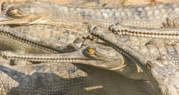 Gros plan de gharials au repos ensemble, mettant en évidence leurs longs museau effilés.