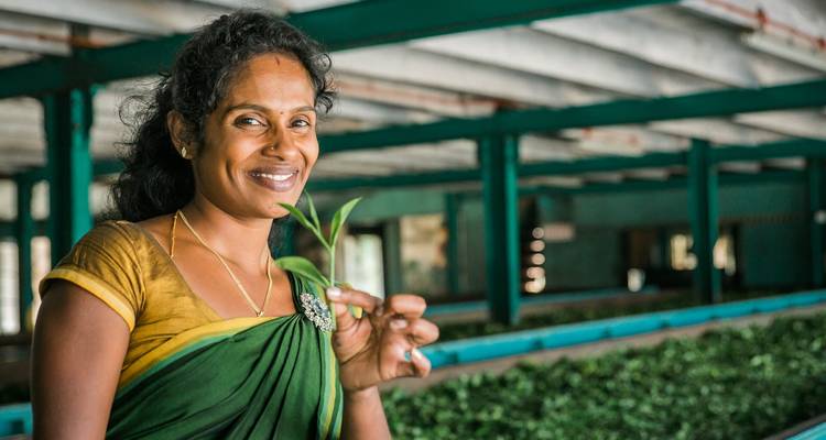 Mujer sonriente con un sari verde sosteniendo una rama de té fresca dentro de una fábrica de procesamiento de té.