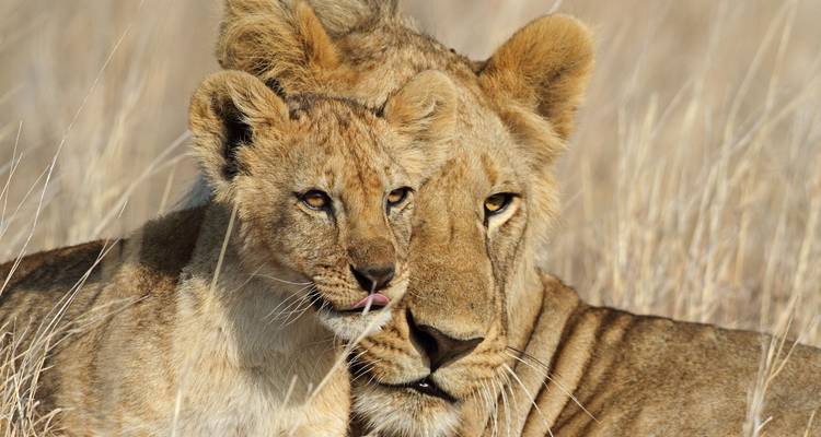Moment tendre d'une lionne qui frotte son museau contre son petit joueur dans l'herbe sèche dorée.