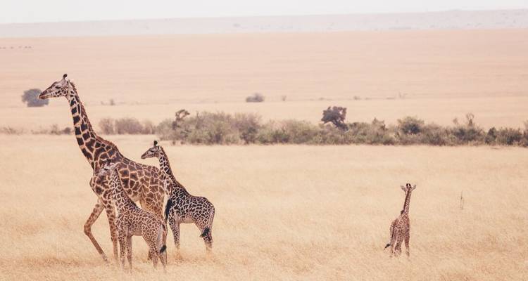 Une tour de girafes et de veaux se tenant dans des prairies dorées s'étendant jusqu'à l'horizon.