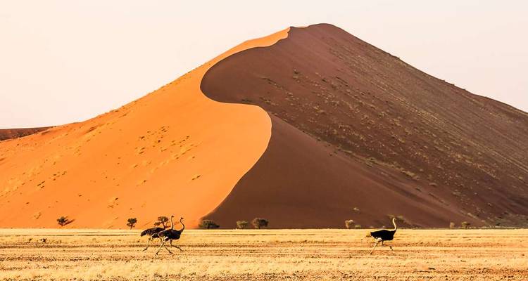 Une dune de sable rouge imposante dans le désert avec des autruches qui courent au premier plan.