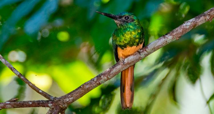 Jacamar vert éclatant et rouille perché sur une branche dans la lumière luxuriante de la forêt tropicale amazonienne.