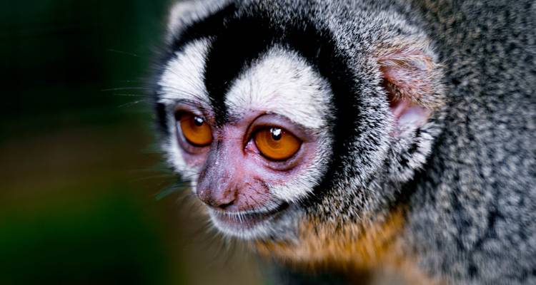 Gros plan d'un singe-hibou aux yeux orange expressifs et aux marquages faciaux noir et blanc.