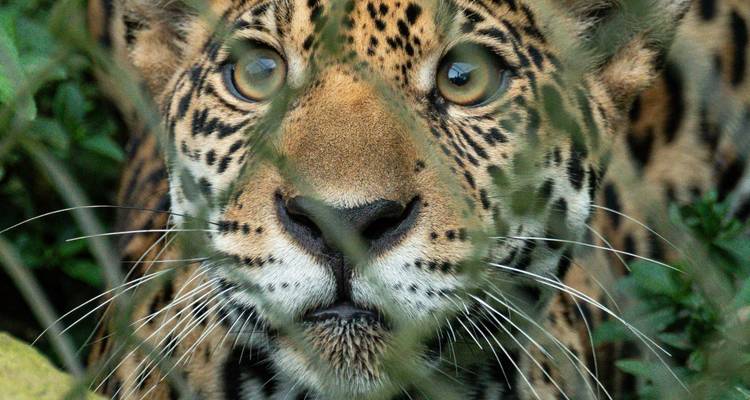 Intensive Nahaufnahme eines Jaguar-Gesichts, das durch Blätter im dichten Grün hindurchstarrt.