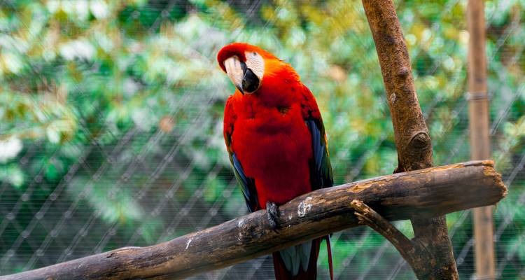 Guacamayo rojo posado en una rama con un fondo verde desenfocado.