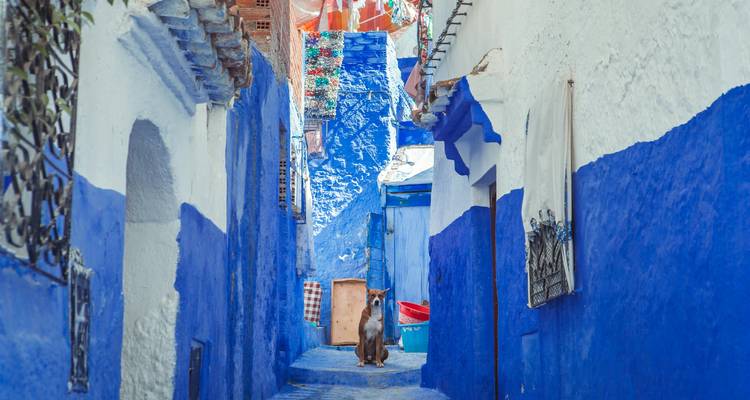 Petite ruelle bleue tranquille à Chefchaouen avec des pots suspendus, des marches carrelées et un chien solitaire assis au milieu.