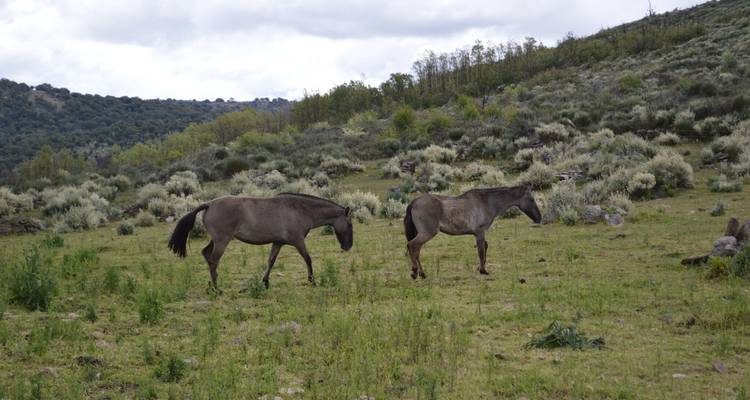 Dos caballos salvajes pastando en una ladera portuguesa cubierta de hierba bajo un cielo nublado