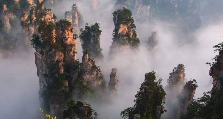 Les piliers de grès brumeux du parc national de Zhangjiajie émergeant des nuages.