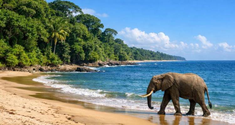 Elefante de bosque caminando por una playa tropical virgen junto al océano azul.