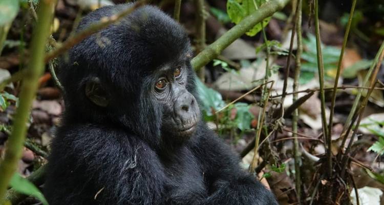 Primer plano de un bebé gorila descansando entre la densa vegetación de la jungla.