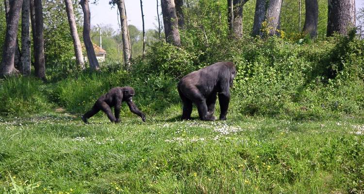 Gorilas adultos y jóvenes caminando por un claro con pasto cerca del borde del bosque.