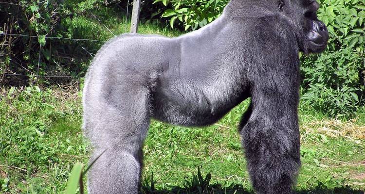 Perfil de un imponente gorila plateado dominante de pie en posición de alerta en exuberante vegetación.