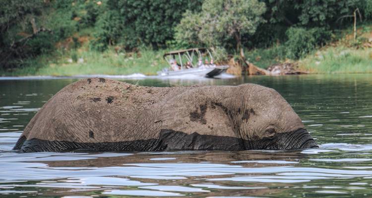 Un elefante parcialmente sumergido en un río mientras un pequeño bote turístico con pasajeros navega detrás de él.