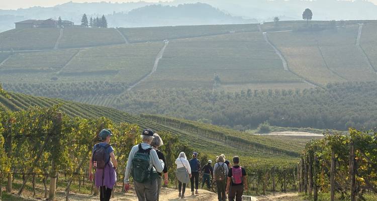 Les randonneurs avec des sacs à dos marchent à travers les rangées de vignobles sous une lumière matinale voilée.