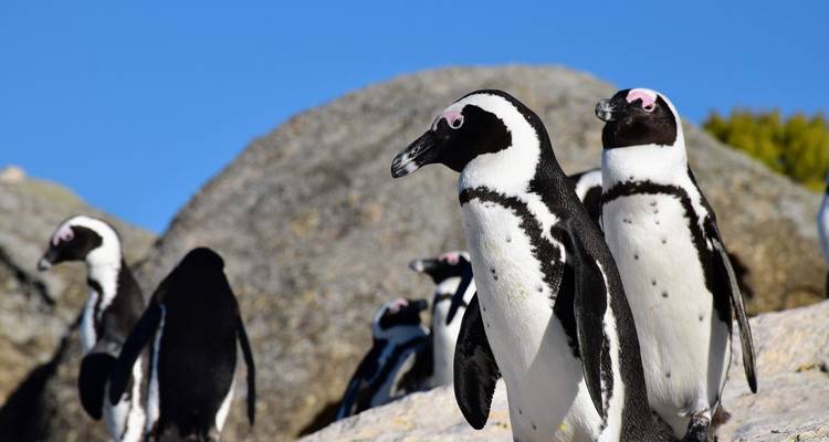 Colonie de manchots africains se tenant sur des rochers éclairés par le soleil sur fond de ciel bleu clair.