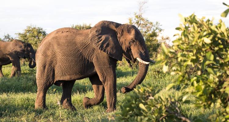 Éléphant d'Afrique marchant dans la végétation verte de la savane sous une lumière diurne éclatante.