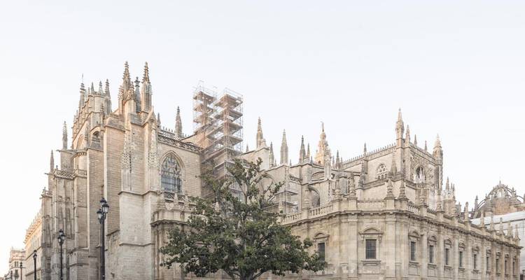 Catedral gótica de piedra con andamios al lado de un árbol frondoso bajo un cielo pálido.