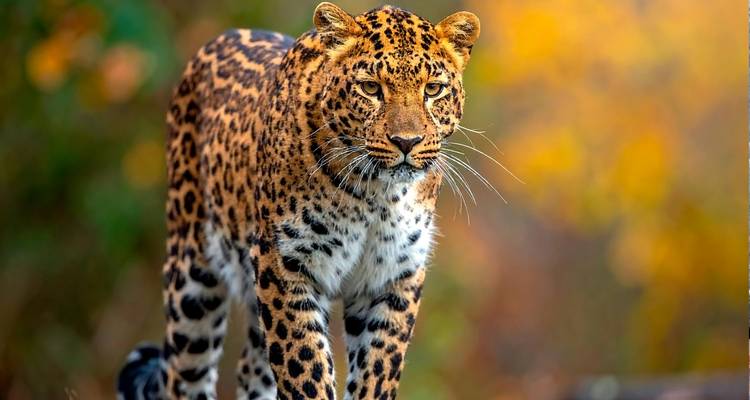Primer plano de un magnífico leopardo de Sri Lanka caminando a través de la luz moteada de la jungla.