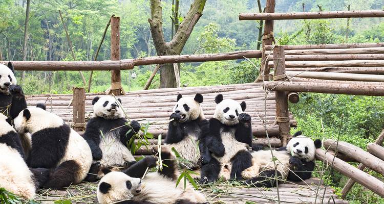 Gruppe von Riesenpandas, die auf Holzplattformen in einem üppigen Schutzgebiet faulenzen und Bambus fressen
