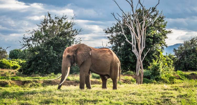 Un elefante solitario con colmillos largos pastando en pasto verde con árboles y nubes de tormenta de fondo.