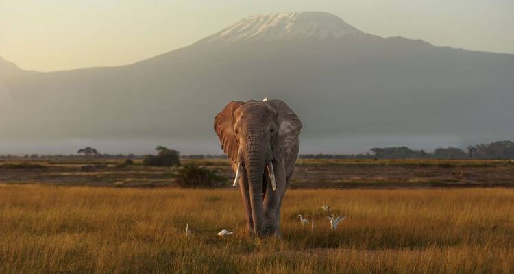 Un éléphant solitaire marchant à travers des prairies dorées avec le Mont Kilimandjaro s'élevant dans l'arrière-plan brumeux