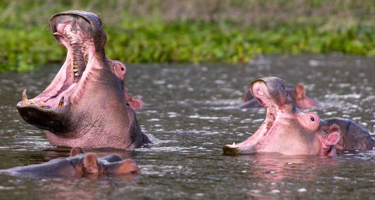 Paire d'hippopotames bâillant largement dans les eaux boueuses d'une rivière, d'autres étant immergés en arrière-plan