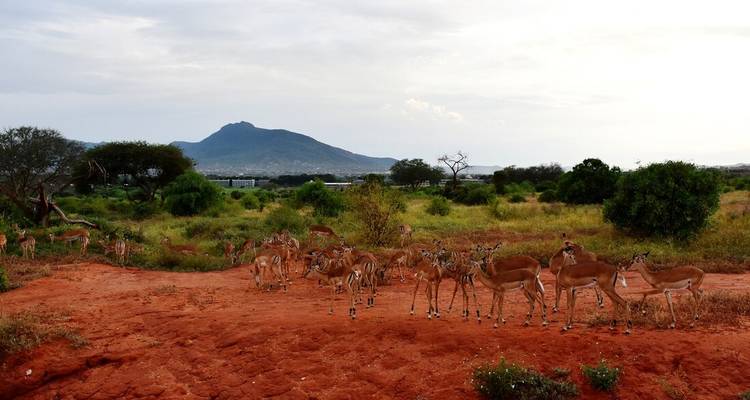 Grand troupeau d'impalas debout sur une savane de terre rouge avec des buissons verts et des collines lointaines