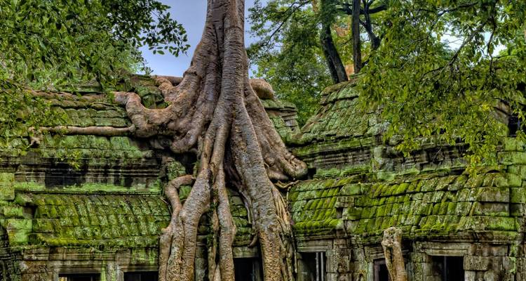 Las enormes raíces de los árboles envuelven las ruinas cubiertas de musgo del templo Ta Prohm en la selva de Camboya.