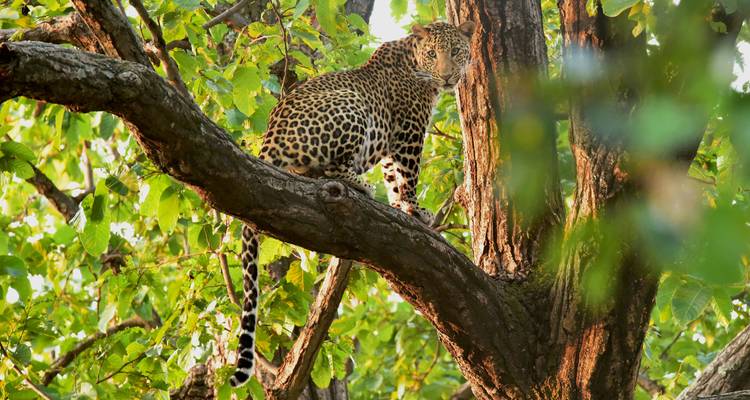 Leopard, der aufmerksam auf einem Baumast inmitten üppiger grüner Blattwerk sitzt.