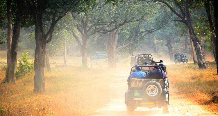 Offene Jeeps wirbeln Staub auf, während sie entlang einer Waldpiste im Safari-Stil fahren.
