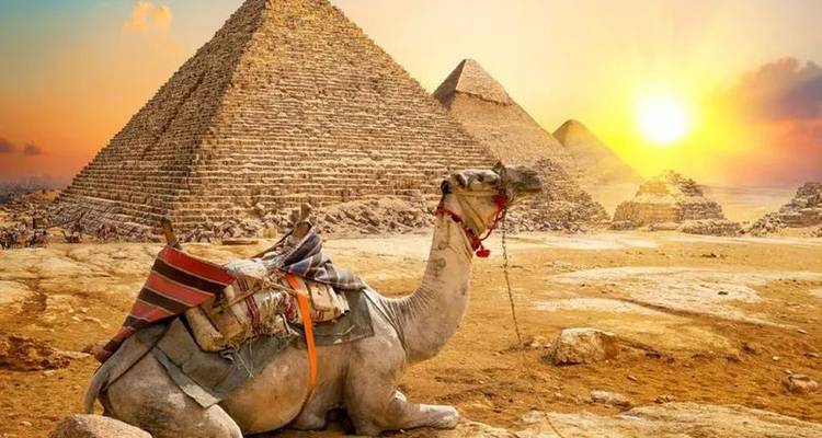 Un camello descansando frente a las Grandes Pirámides de Giza al amanecer resplandeciente.