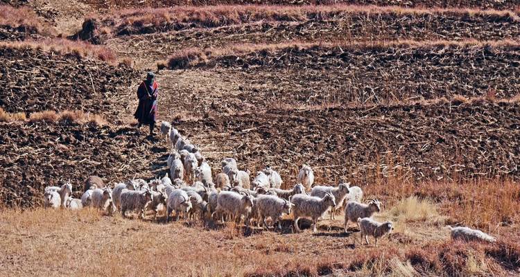 Berger en tenue traditionnelle guidant un troupeau de moutons à travers des champs en terrasses arides dans les hautes terres rurales.