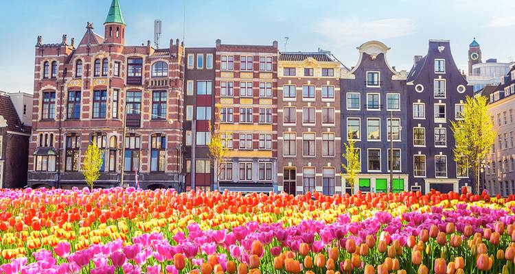 Un brillante campo de tulipanes multicolores con casas de canal estrechas clásicas en el corazón de Ámsterdam.