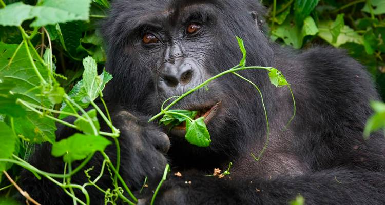 Primer plano de un gorila de montaña comiendo tallos frondosos en una densa selva verde.