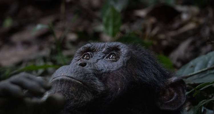 Retrato de un chimpancé mirando hacia arriba en la luz baja del bosque.