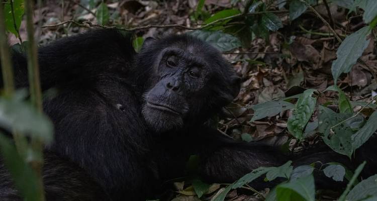 Chimpancé descansando en el suelo del bosque rodeado de hojas y ramas.