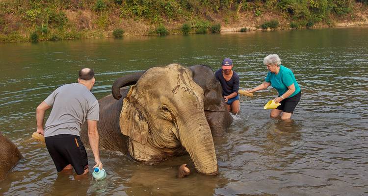 Los viajeros bañan a un elefante asiático en un río de la selva bien amplio, frotándole la cabeza con cepillos.