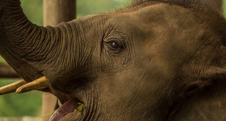 Primer plano detallado del ojo, colmillo y trompa levantada de un elefante mientras come pasto.