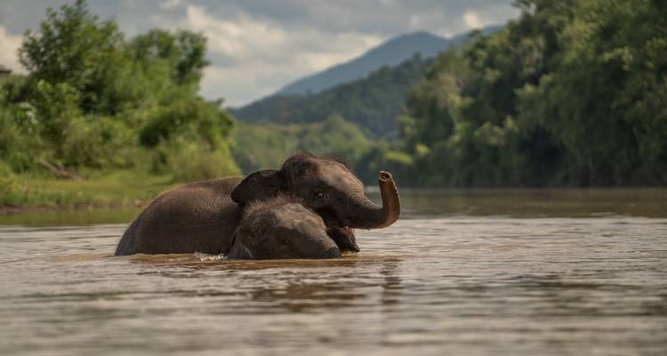 Dos elefantes jóvenes nadan juguetonamente en un amplio río marrón rodeado de montañas boscosas.