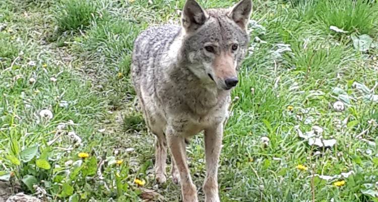 Lobo gris salvaje parado en alerta en un prado con hierba salpicado de flores amarillas