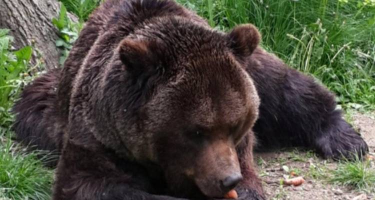 Oso pardo tumbado en el pasto comiendo una zanahoria en un santuario de vida silvestre