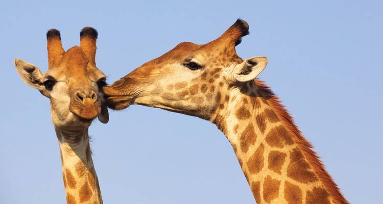 Two giraffes nuzzle against clear blue sky.