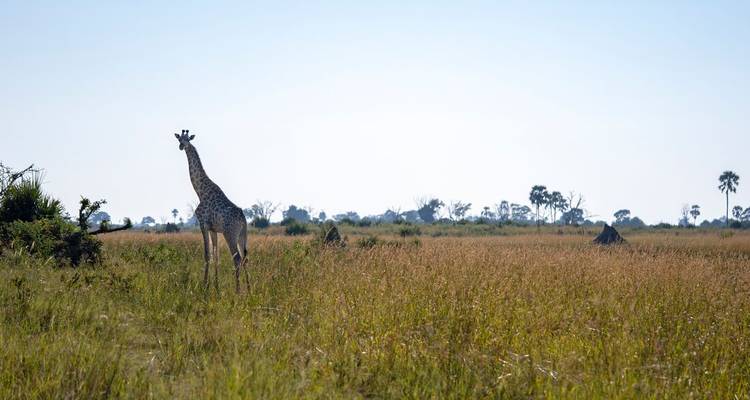 Lone giraffe stands in vast grassy savannah under clear sky.