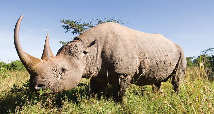 Close-up of a large rhinoceros grazing in tall grass beneath clear blue sky.