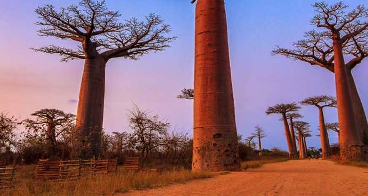 Rangée de géants baobabs bordant une piste poussiéreuse illuminée par un ciel coucher de soleil rose et violet.