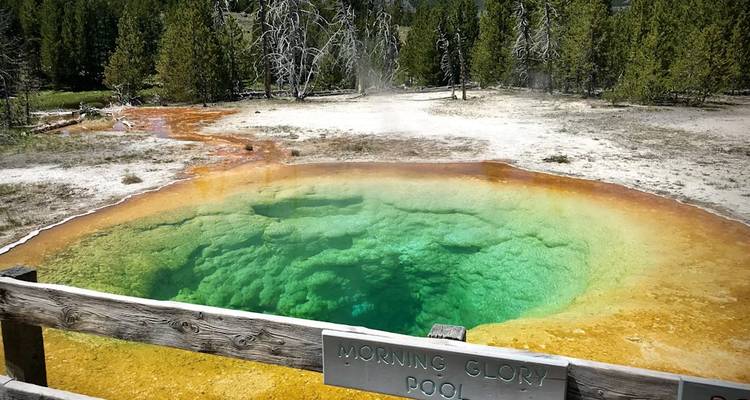 Les eaux d'un vert émeraude vibrant de la source thermale Morning Glory, entourées de dépôts minéraux colorés dans le parc national de Yellowstone.