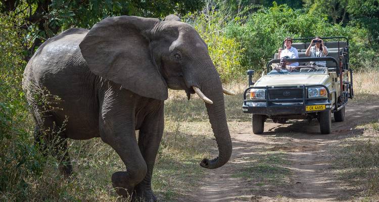 Wildes Elefantennaehern sich einem offenen Safari-Jeep mit aufgeregten Touristen, die fotografieren