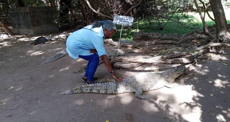 Besucher berührt vorsichtig ein zahmes Krokodil im Heiligtum des Kachikally Crocodile Pool