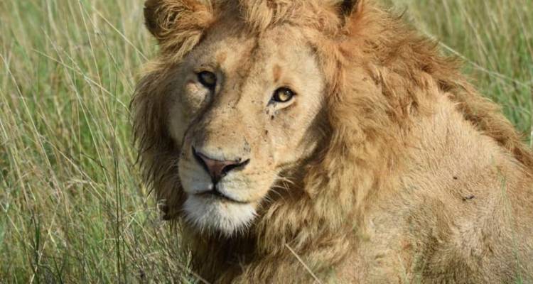 Retrato de cerca de un león macho acostado en el pasto, mostrando unos ojos dorados expresivos y una melena espesa.